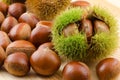 Chestnut bur and nuts Royalty Free Stock Photo