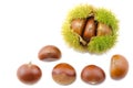 Chestnut bur and nuts Royalty Free Stock Photo