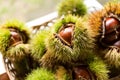 Chestnut bur Royalty Free Stock Photo