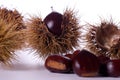 Chestnut burs Royalty Free Stock Photo