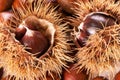 Chestnut burs Royalty Free Stock Photo