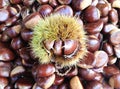 Chestnut burs Royalty Free Stock Photo