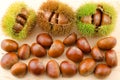 Chestnut burs and nuts Royalty Free Stock Photo