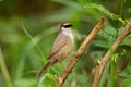 Chestnut-capped babbler