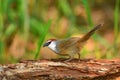 Chestnut-capped Babbler bird