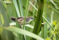 chestnut-capped babbler(juvenile)