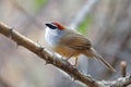 Chestnut-capped Babbler Timalia pileata Beautiful Birds of Thailand