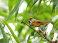 Chestnut-capped Babbler : timalia pileata