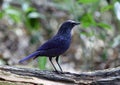 Chestnut-capped Babbler : timalia pileata