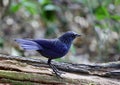 Chestnut-capped Babbler : timalia pileata