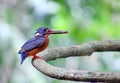 Chestnut-capped Babbler : timalia pileata