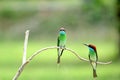 Chestnut-capped Babbler : timalia pileata