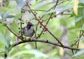 Chestnut-capped Babbler : timalia pileata