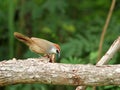 Chestnut-capped Babbler : timalia pileata