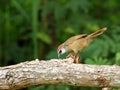 Chestnut-capped Babbler : timalia pileata