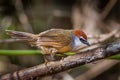 Chestnut-capped Babbler