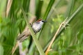 Chestnut-capped babbler (Timalia pileata) perching on a branch