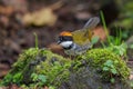 Chestnut-capped Brush-finch - Arremon brunneinucha