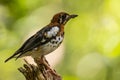 Chestnut-capped Thrush perched in a tree