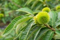 Chestnut (Castanea fruits) Royalty Free Stock Photo