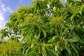 Chestnut catkins tree in flowering