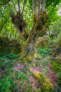 Chestnut centenary in a Galician forest