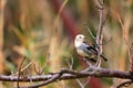 Chestnut-cheeked Starling