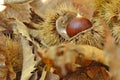 Chestnut in chestnut bur Royalty Free Stock Photo