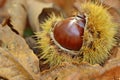 Chestnut in chestnut bur Royalty Free Stock Photo