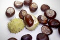 Chestnut Royalty Free Stock Photo