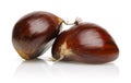 Chestnut Royalty Free Stock Photo