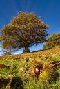 Chestnut close up with a chestnut tree in background in autumn Royalty Free Stock Photo