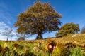 Chestnut close up with a chestnut tree in background in autumn Royalty Free Stock Photo