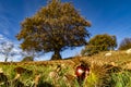 Chestnut close up with a chestnut tree in background in autumn Royalty Free Stock Photo