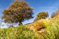 Chestnut close up with a chestnut tree in background in autumn Royalty Free Stock Photo