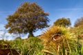 Chestnut close up with a chestnut tree in background in autumn Royalty Free Stock Photo