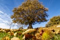 Chestnut close up with a chestnut tree in background in autumn Royalty Free Stock Photo