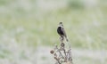 Chestnut-collared Longspur Calcarius ornatus Singing on the Grasslands of Colorado Royalty Free Stock Photo