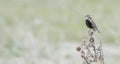 Chestnut-collared Longspur Calcarius ornatus Singing while Perched on the Grasslands Royalty Free Stock Photo