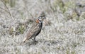 Chestnut-collared Longspur on the National Grasslands Royalty Free Stock Photo