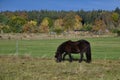 Chestnut colored horse in a lush green meadow, contentedly grazing on the grass Royalty Free Stock Photo