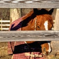 Chestnut colored horse
