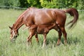 Beautiful young warmblood mare breastfeeding her newborn foal on Royalty Free Stock Photo