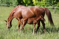 Beautiful young warmblood mare breastfeeding her newborn foal on Royalty Free Stock Photo