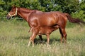 Beautiful young warmblood mare breastfeeding her newborn foal on Royalty Free Stock Photo