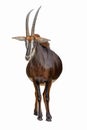 Chestnut colored sable antelope full body front view Royalty Free Stock Photo