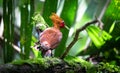 Chestnut-colored woodpecker Celeus castaneus Royalty Free Stock Photo