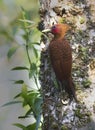 Chestnut-colored Woodpecker Celeus castaneus Royalty Free Stock Photo