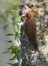 Chestnut-colored Woodpecker Celeus castaneus