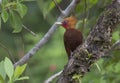 Chestnut-colored Woodpecker Celeus castaneus Royalty Free Stock Photo